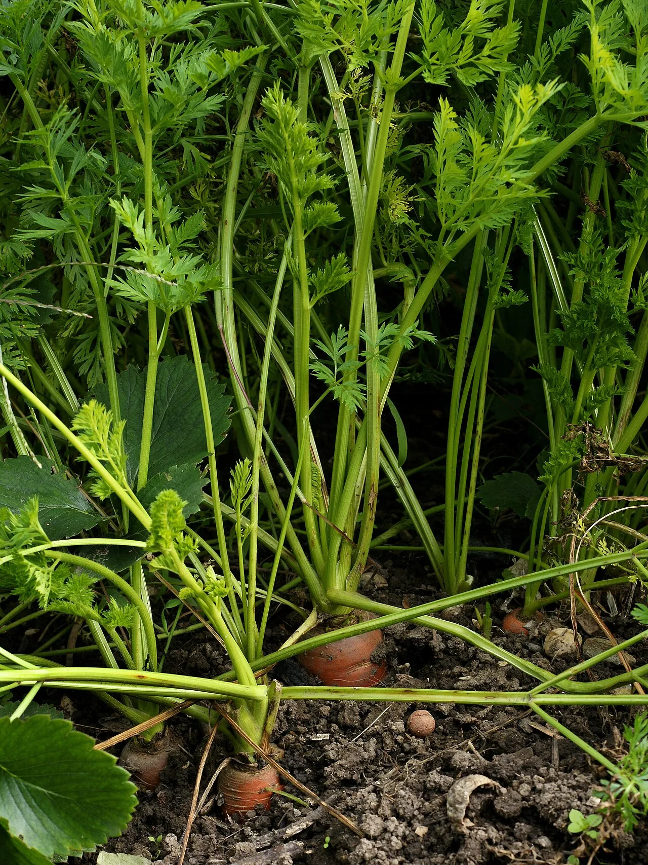Carrots growing in a garden bed, their orange shoulders pushing up out of dark soil below a dense canopy of ferny green tops.