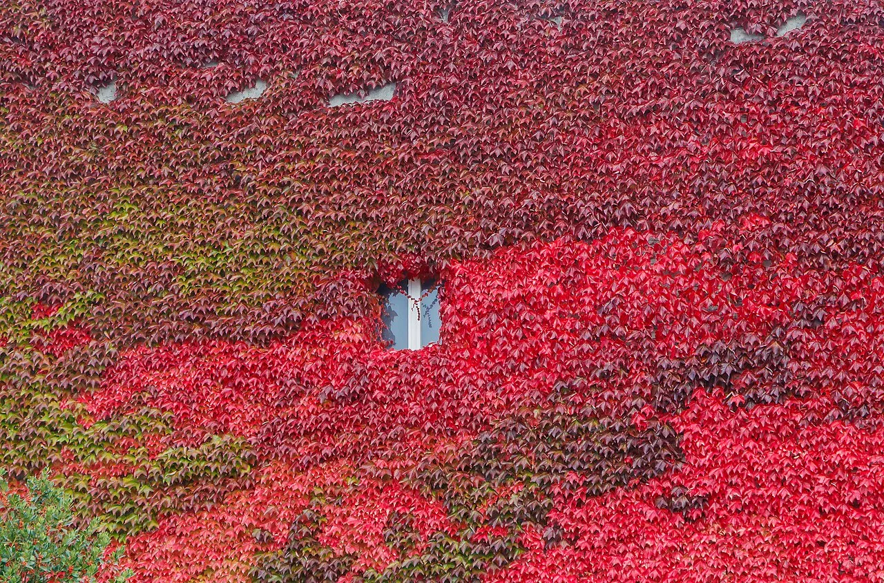 The entire façade of a building covered edge to edge in Boston ivy turned crimson and burgundy, with a single small window left uncovered.