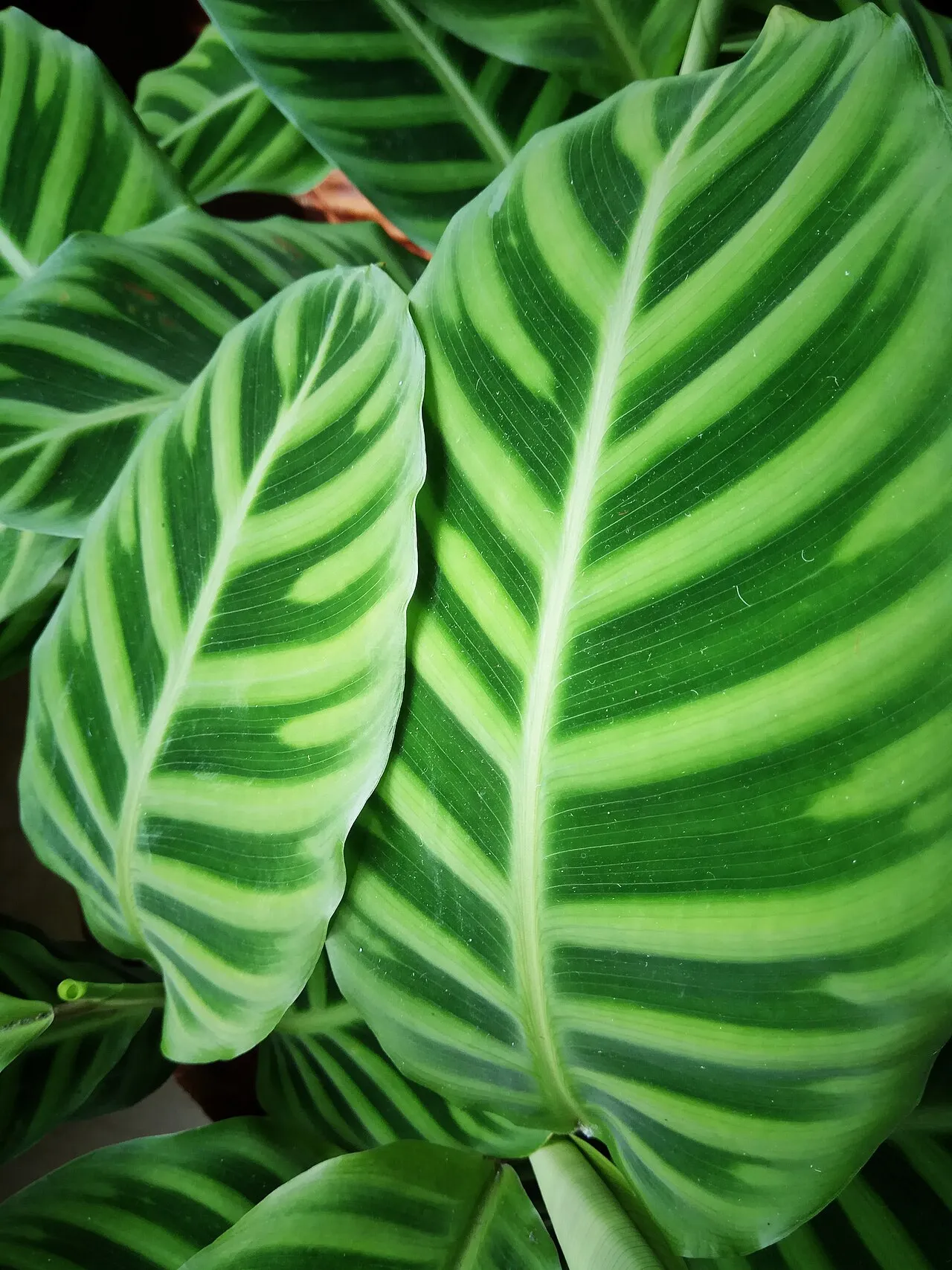 Two large velvety Calathea zebrina leaves filling the frame, deep green with broad pale-green bands radiating outward from a pale central midrib.